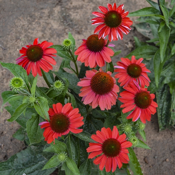 Echinacea 'Frankly Scarlet' 